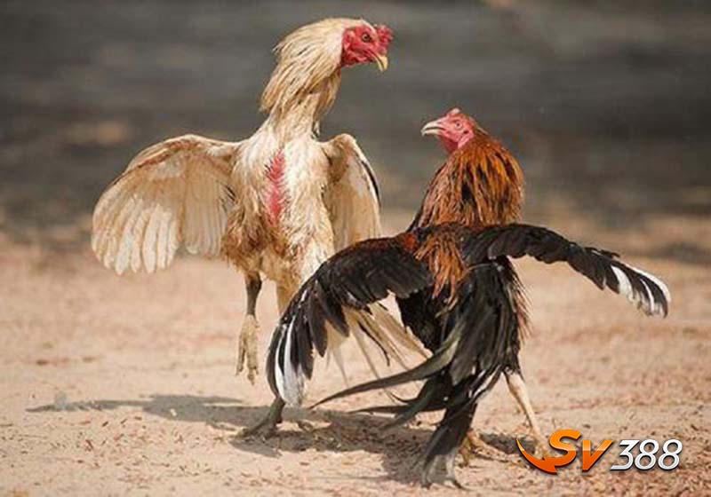 Hướng Dẫn Cách Chơi Đá Gà Trực Tuyến - Chiến Thuật Chơi Luôn Thắng 1 Cach-choi-ca-cuoc-da-ga-truc-tuyen-la-gi