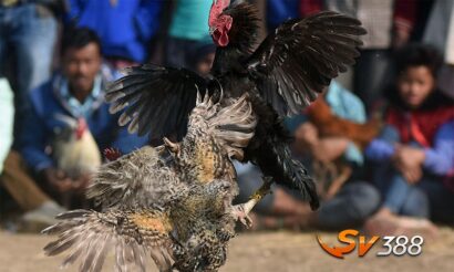 Tai-sao-da-ga-tren-mang-luon-thua