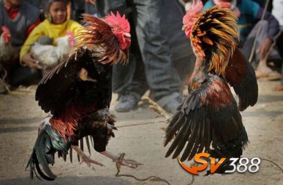 Tat-ca-gom-co-5-mau-mang-ga-da-khac-nhau