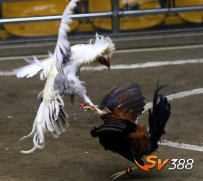 Tim-hieu-doi-net-da-ga-la-gi