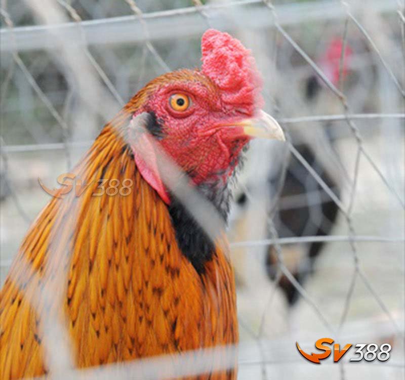 Gà Chợ Lách - Đặc Điểm, Phân Loại, Kiến Thức Nuôi Và Giá Bán Mới 5 Cap-nhat-gia-ban-giong-ga-cho-lach-moi-nhat