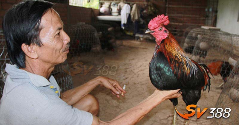 Gà Chợ Lách - Đặc Điểm, Phân Loại, Kiến Thức Nuôi Và Giá Bán Mới 3 Kha-nang-chien-dau-voi-khi-the-hung-manh