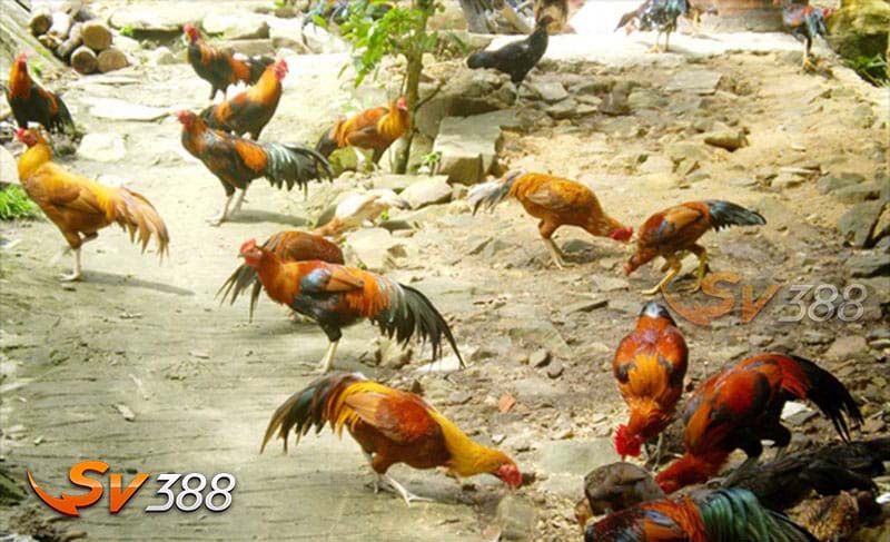 Gà Chợ Lách - Đặc Điểm, Phân Loại, Kiến Thức Nuôi Và Giá Bán Mới 1 Khai-niem-ve-ga-noi-cho-lach-la-gi