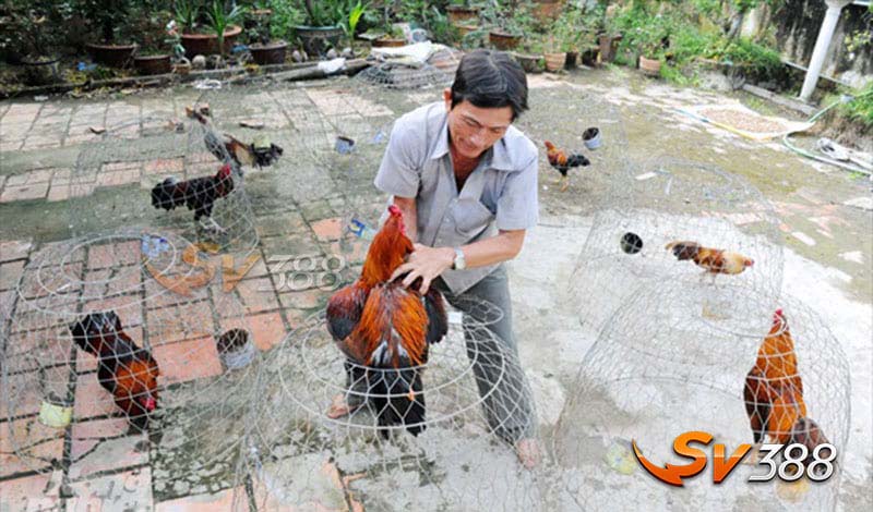 Gà Chợ Lách - Đặc Điểm, Phân Loại, Kiến Thức Nuôi Và Giá Bán Mới 4 Ky-thuat-cham-nuoi-ga-noi-cho-lach-chi-tiet