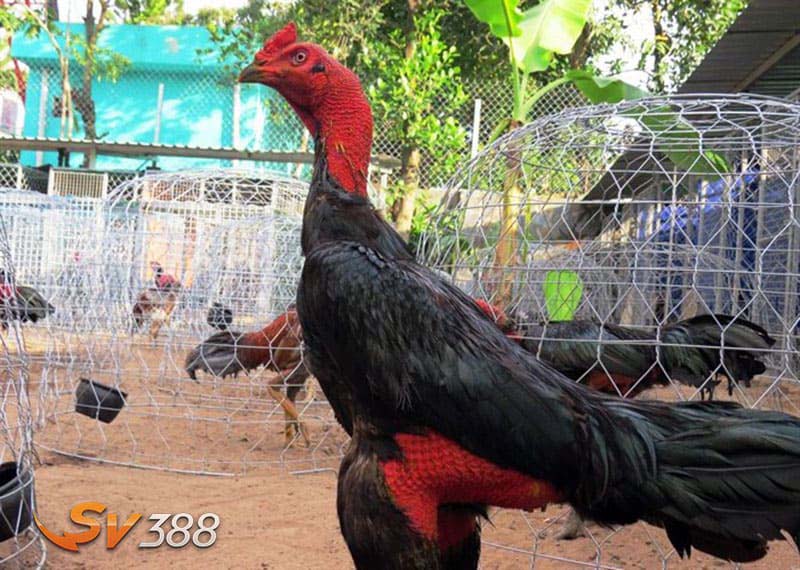 Gà Chọi Bình Định - Đặc Điểm, Kiến Thức Nuôi Và Giá Bán Mới Nhất 2 Cach-nhan-biet-ve-yeu-to-dac-diem-khac-biet-so-voi-nhung-dong-ga-choi-khac