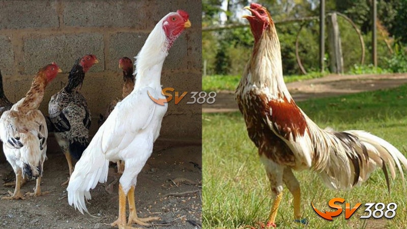 Gà Shamo Là Gì? Đặc Điểm, Phân Loại, Kiến Thức Nuôi Và Giá Bán Mới 2 Cung-phan-loai-co-bao-nhieu-dong-ga-shamo-hien-nay