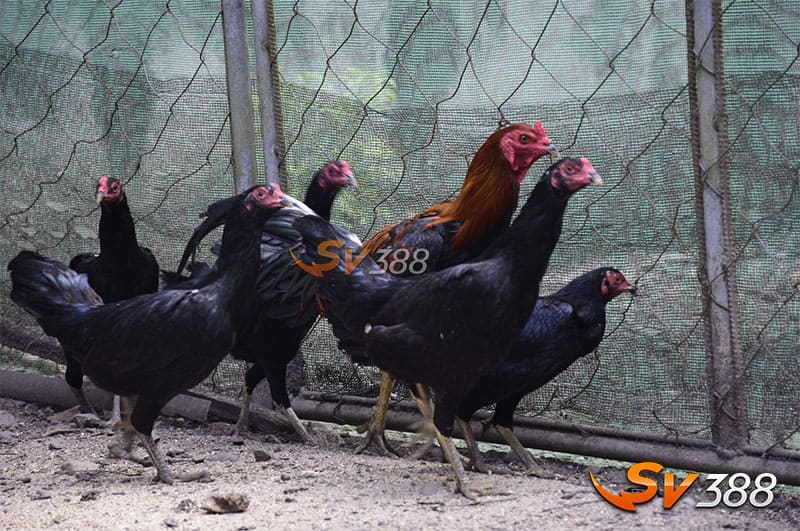 Phương Pháp Nuôi Gà Chọi Philippine - Chiến Thuật Chiến Đấu Đỉnh Cao 2 Cung-phan-loai-mot-so-giong-ga-choi-philippine-chuan-xac