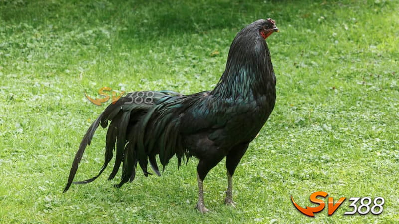Gà Sumatra - Đặc Điểm, Phân Loại, Kiến Thức Nuôi Và Giá Bán Mới 2 Di-phan-loai-cac-dong-ga-pho-bien-Ayam-gallak