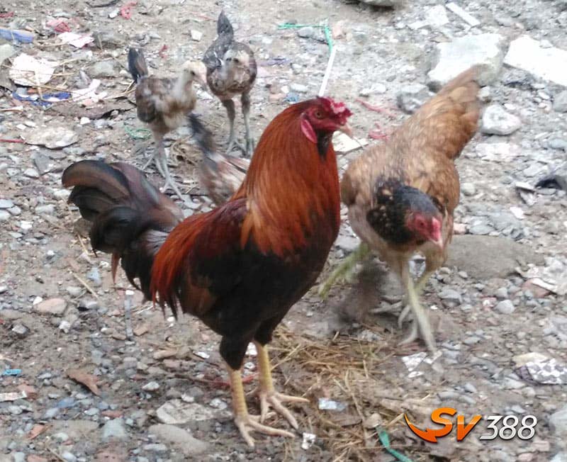Gà Cao Lãnh - Đặc Điểm, Phân Loại, Kiến Thức Nuôi Và Giá Bán Mới 1 Doi-net-dac-trung-rieng-cua-ga-Cao-Lanh