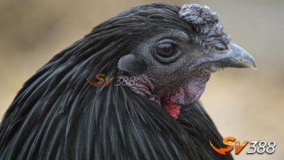 Doi-net-ve-giong-ga-sumatra-la-gi