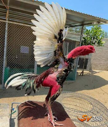 Ga-choi-don-co-nhung-diem-noi-bat-gi