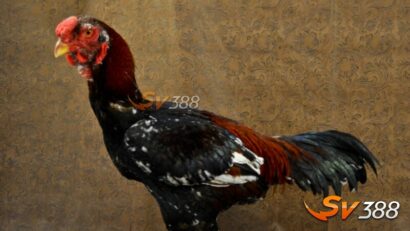 Ga-choi-ma-lai-va-nhung-dac-diem-co-ban