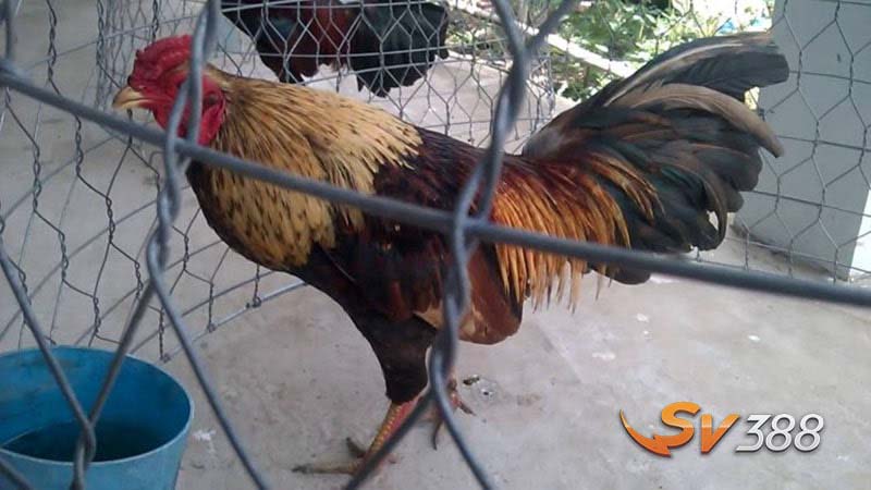 Gà Cao Lãnh - Đặc Điểm, Phân Loại, Kiến Thức Nuôi Và Giá Bán Mới 2 Hien-nay-dong-ga-Cao-Lanh-co-nhieu-dong-nho-khac-nhau
