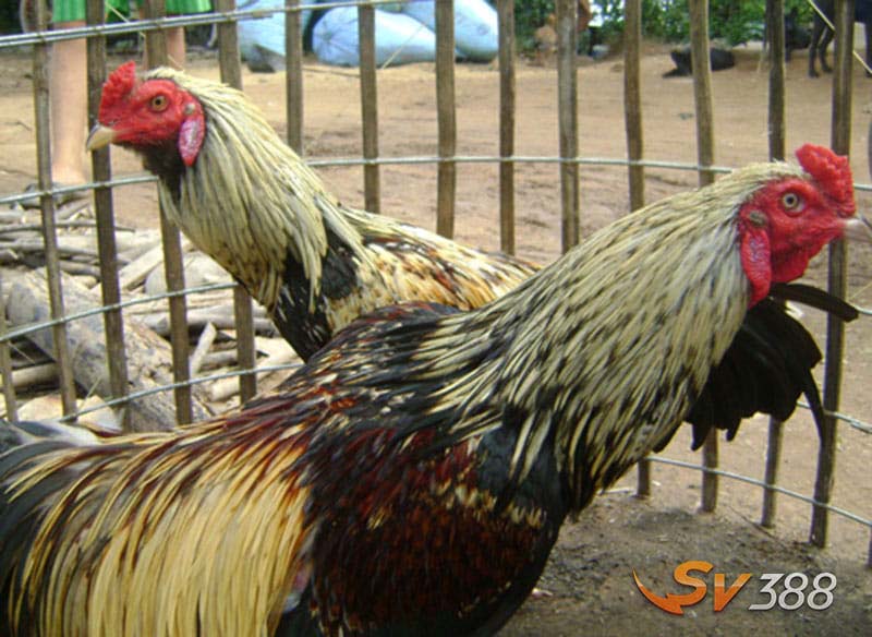Gà Cao Lãnh - Đặc Điểm, Phân Loại, Kiến Thức Nuôi Và Giá Bán Mới 3 Mot-trong-nhung-yeu-cau-can-thiet-de-nuoi-ga-dat-hieu-qua-tot-nhat