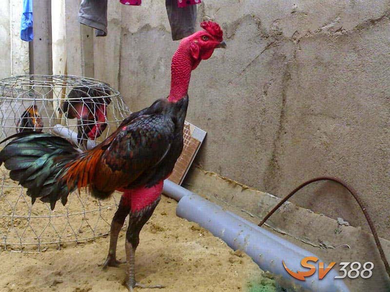 Gà Chọi Đòn - Đặc Điểm, Phân Loại, Kiến Thức Nuôi Và Giá Bán Mới 3 Nhung-dieu-can-biet-khi-bat-dau-nuoi-ga-choi-don
