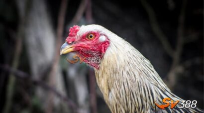 Nhung-dieu-can-biet-ve-ga-shamo-la-gi