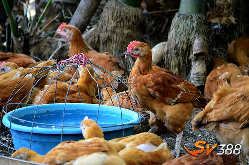 Phương Pháp Nuôi Gà Chọi Philippine - Chiến Thuật Chiến Đấu Đỉnh Cao 4 Nhung-phuong-phap-tap-luyen-ren-co-ga-tro-nen-dai-don-va-deo-dai