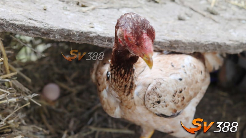 Gà Chọi Mã Lai - Đặc Điểm, Phân Loại, Kiến Thức Nuôi Và Giá Bán Mới 4 Nuoi-ga-choi-Ma-Lai-can-thuc-hien-nhung-gi-la-tot-nhat